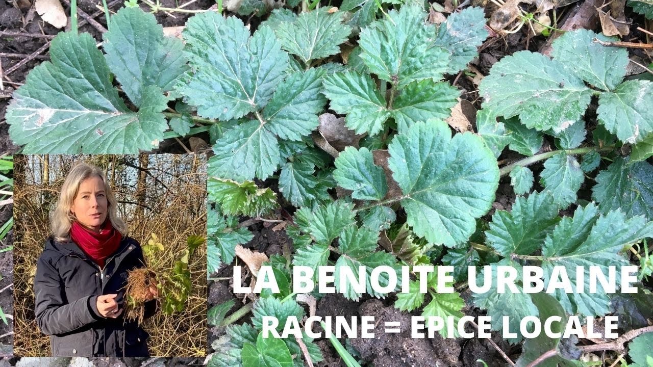 Benoite urbaine