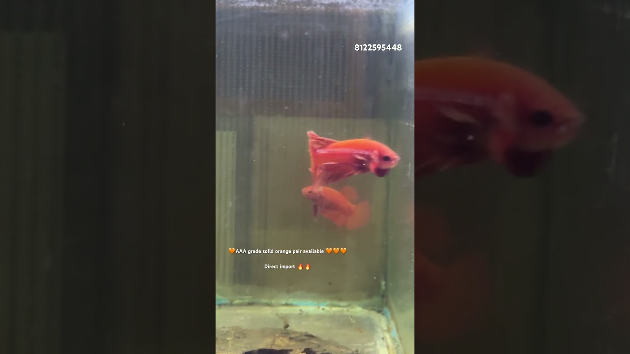 #bettafish #bettadubai #giantbetta #betta #bettafishuae #bluebettafish #aquarium #thienbettahouse