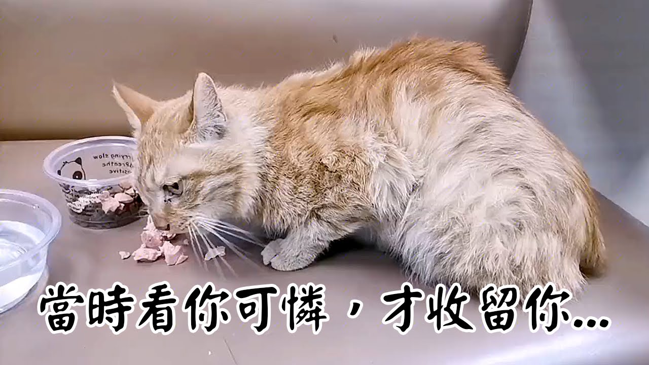 流浪貓離店出走，2天後又把他抱了回來！沒想到現在...