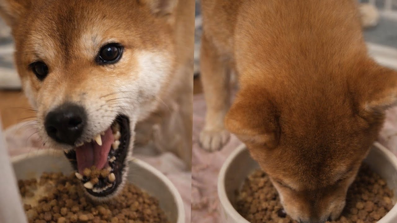 爆食いが止まらない！柴犬まめたの食べっぷりがもはや野生