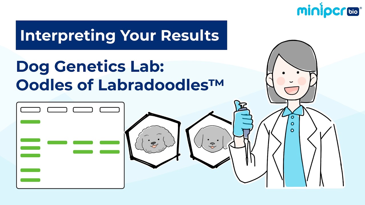 Interpreting the Dog Genetics Lab Results | Gel Electrophoresis (miniPCR&reg;)