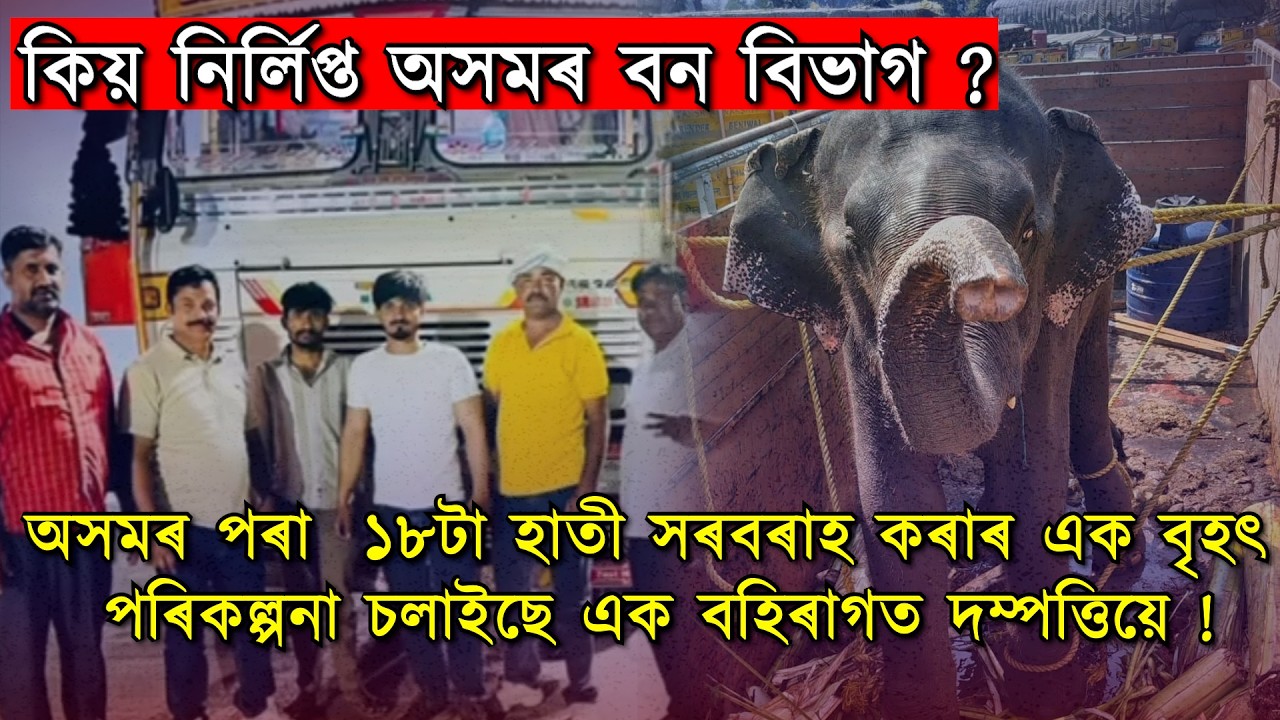 কি কৰিছে অসমৰ বন বিভাগে? অসম চৰকাৰক বৃদ্ধাংগুষ্ঠ দেখুৱাই বহিঃৰাজ্যলৈ হাতী সৰবৰাহ!