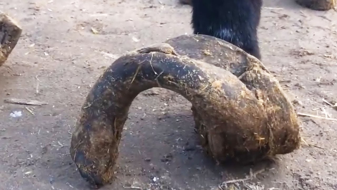 Crazy Donkey Hoof Trimming - Rescue Donkey - Unique ASMR&2