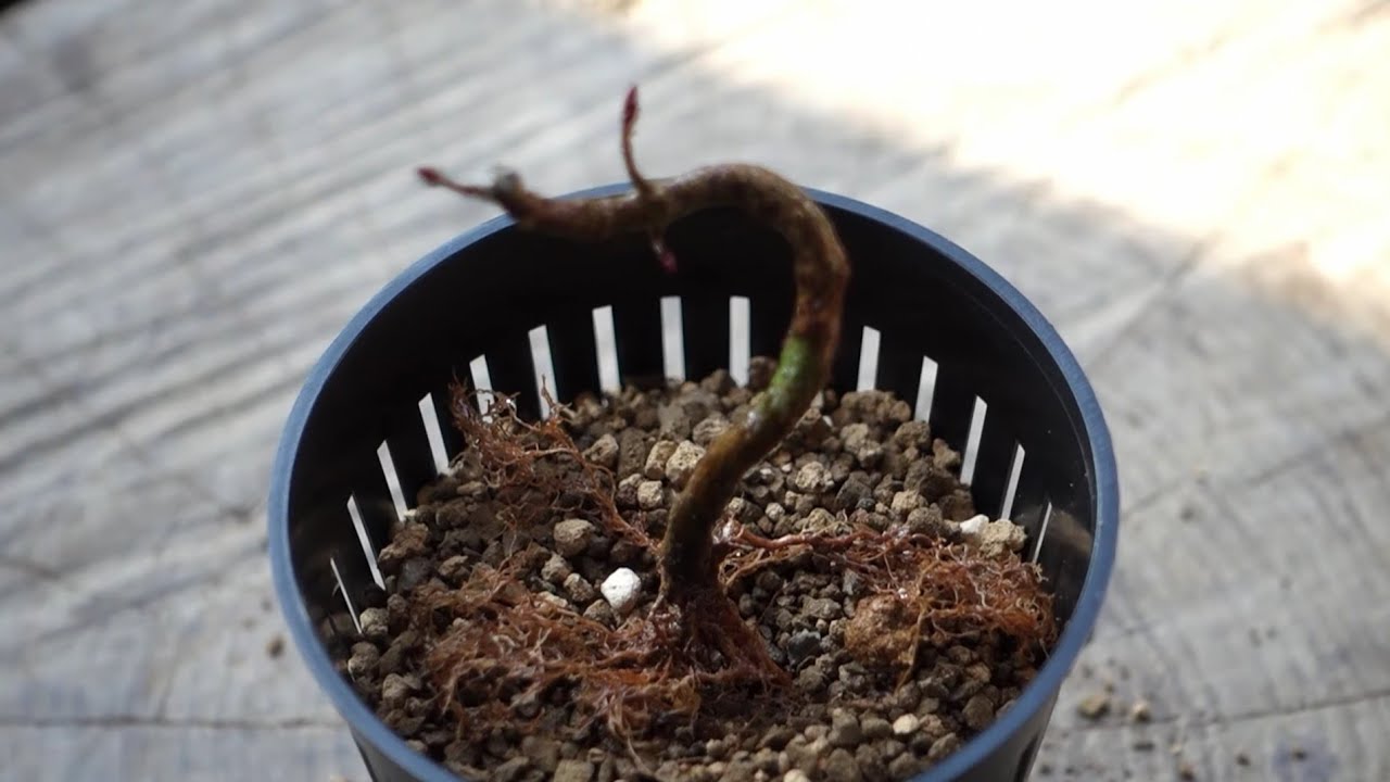 【Bonsai diary】  イロハモミジの苗木（山採り３年目）植え替え　♯308