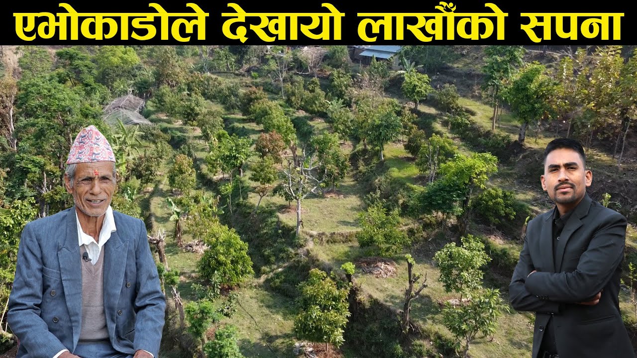 एभोकाडोले देखायो लाखौँ आम्दानीको सपना र सम्भावना - Avocado fruit farming in the village