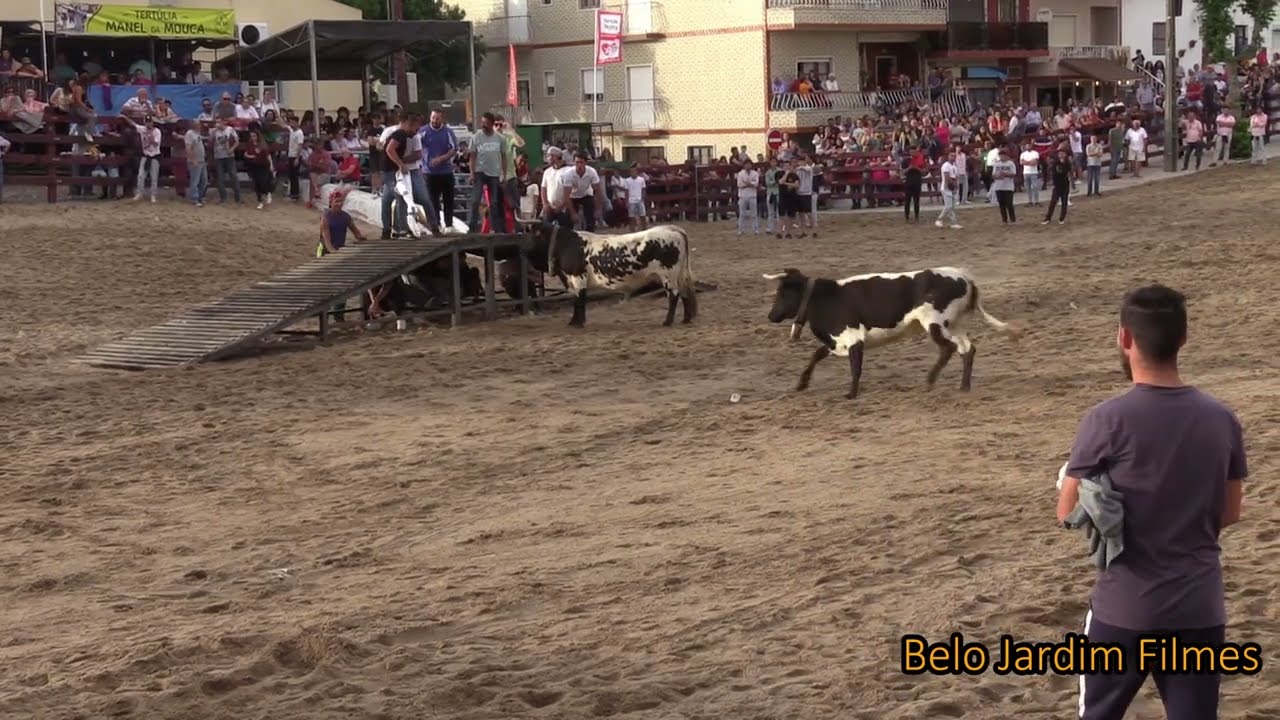 Primeira Largada de Toiros Semana  Taurina de Samora Correia 2023