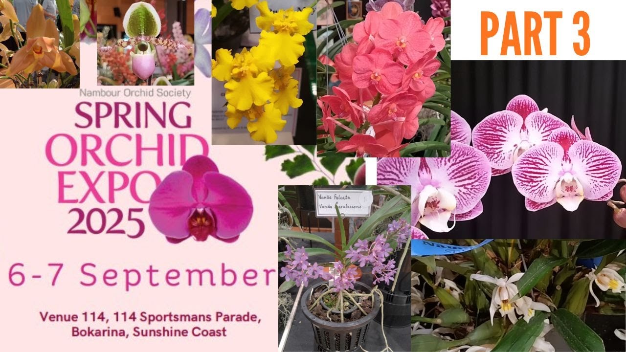 Spring orchid expo plant commentary pt 3: Champions, Vanda, Paphiopedilum, oncidium & exotic species