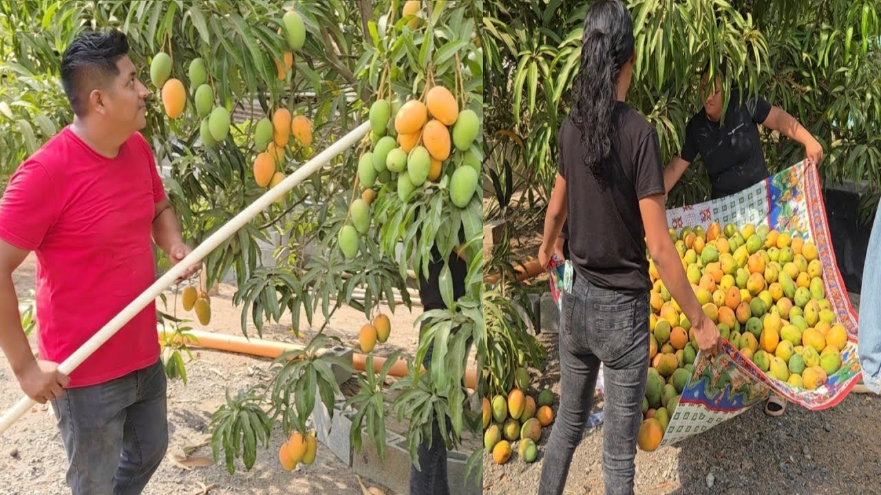 Cosechamos, Todos los mangos 🥭, Aremos conserva de Mangos 