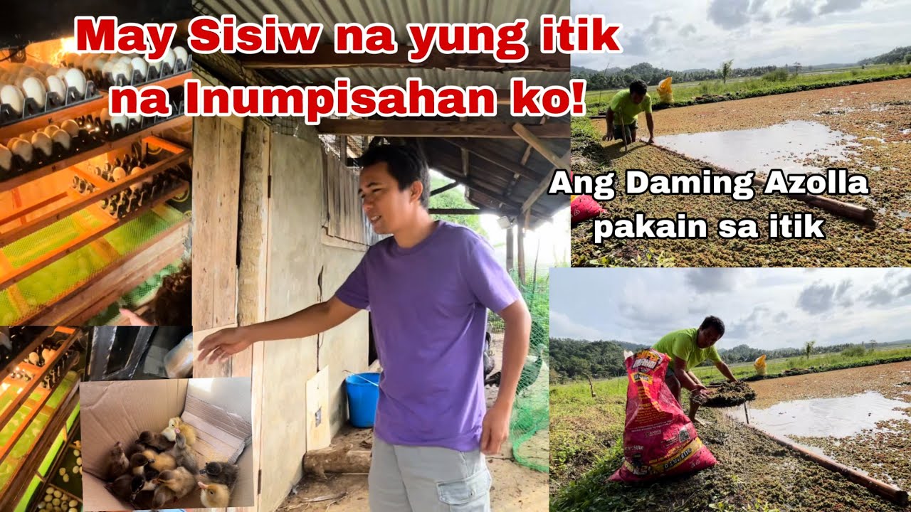 Nag umpisa na Ang Paglabas ng Sisiw ng itik na nasa Incubator Cute ng mga Ducklings #itik #duck 