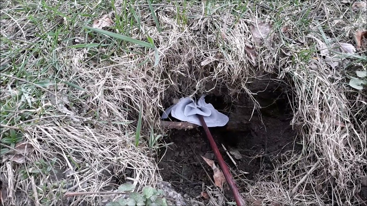 Woodchuck Deterrent