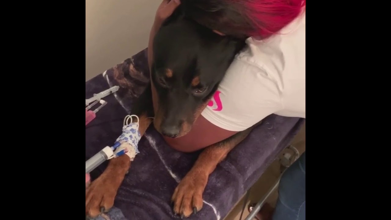 Lady Breaks Down While Getting Her Dog  Put Down 🥺😢