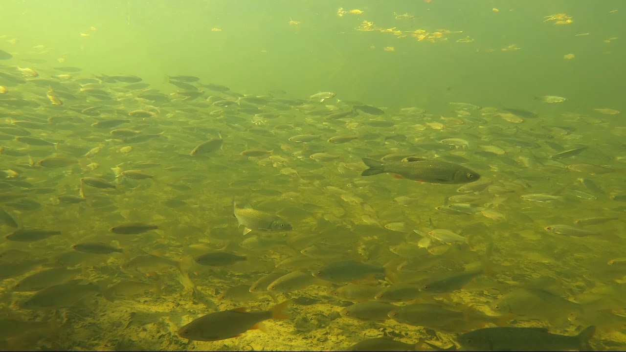 Les poissons sauvages de la Dronne à L'île Feydeau