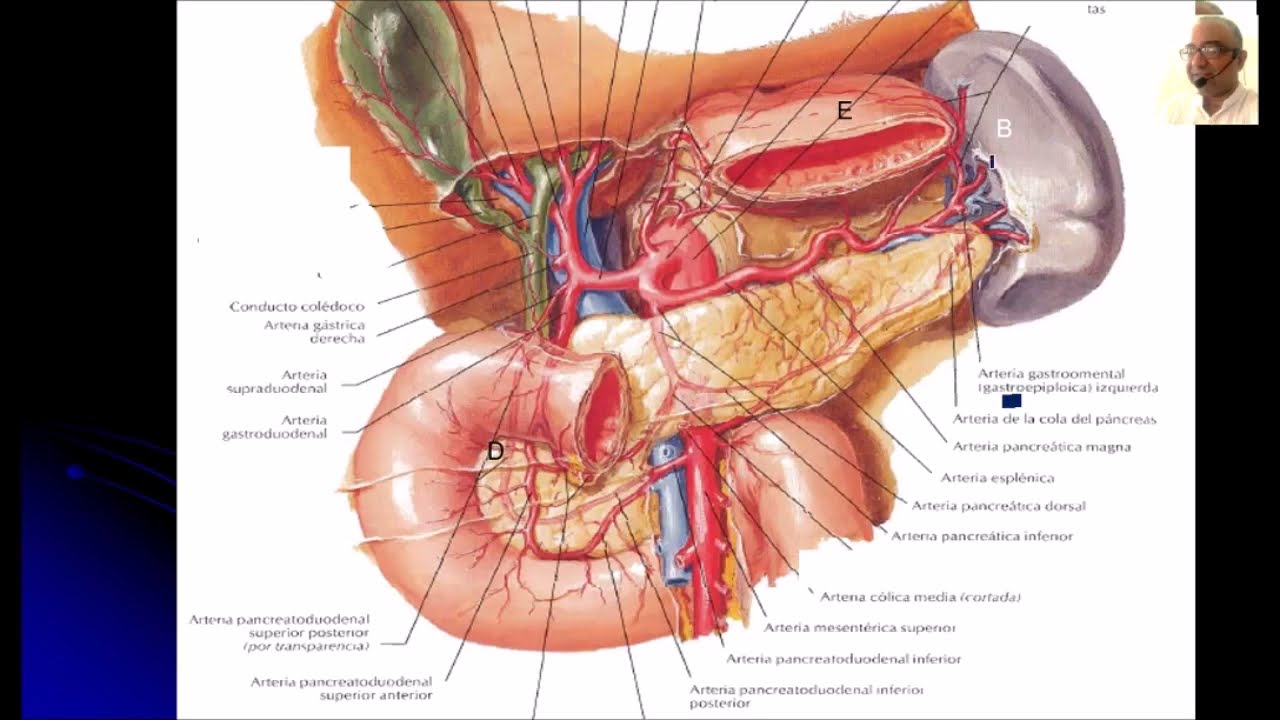PÁNCREAS ANATOMÍA PROF. DR. MARCELINO BRÍTEZ CABRERA