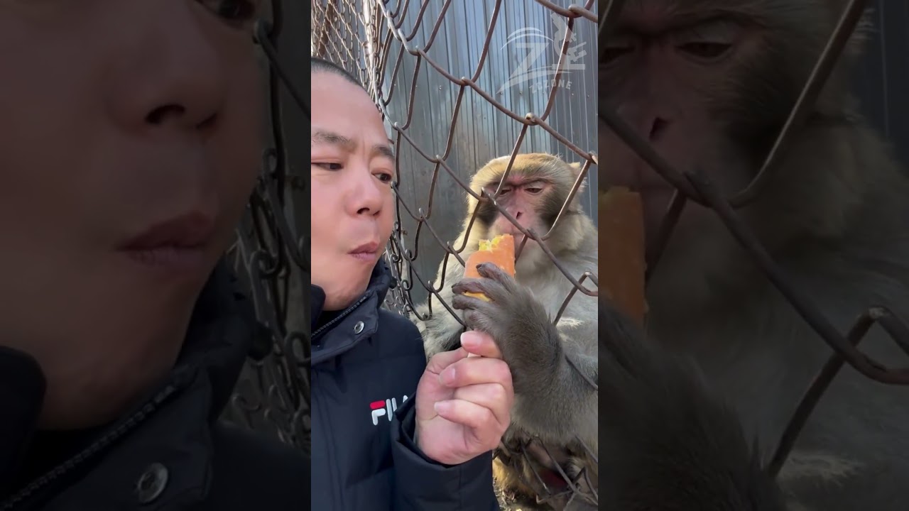 🐒 Naughty MONKEY snatched my ice cream and enjoyed 😢😒