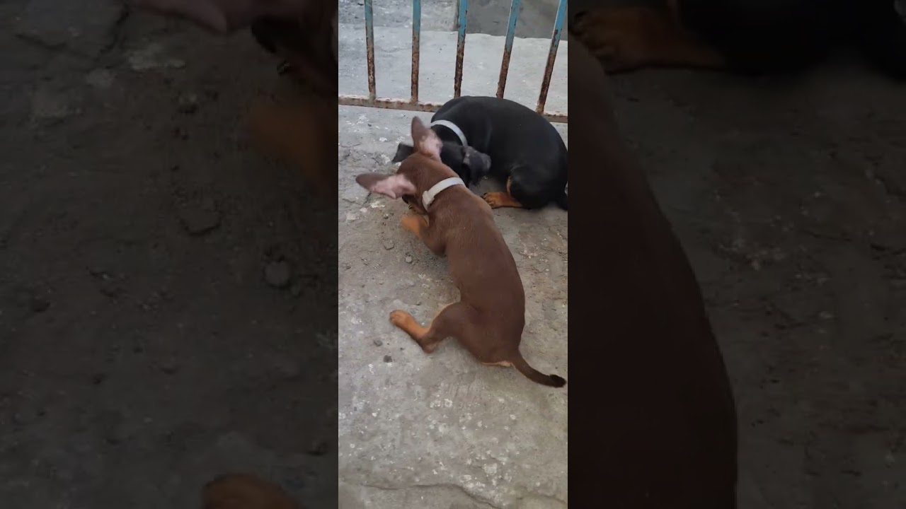 Pinscher em ação