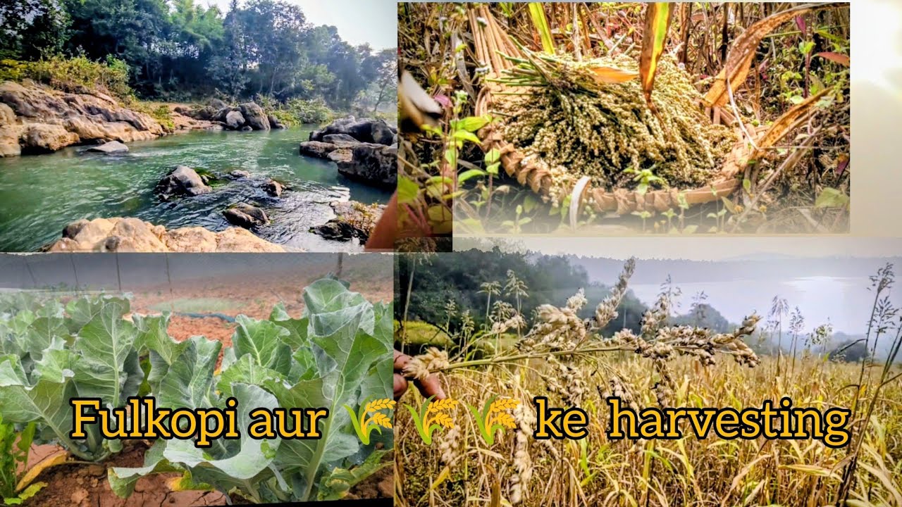 Fulkopi aur 🌾🌾🌾 ke कटाई😁😁 full hard work