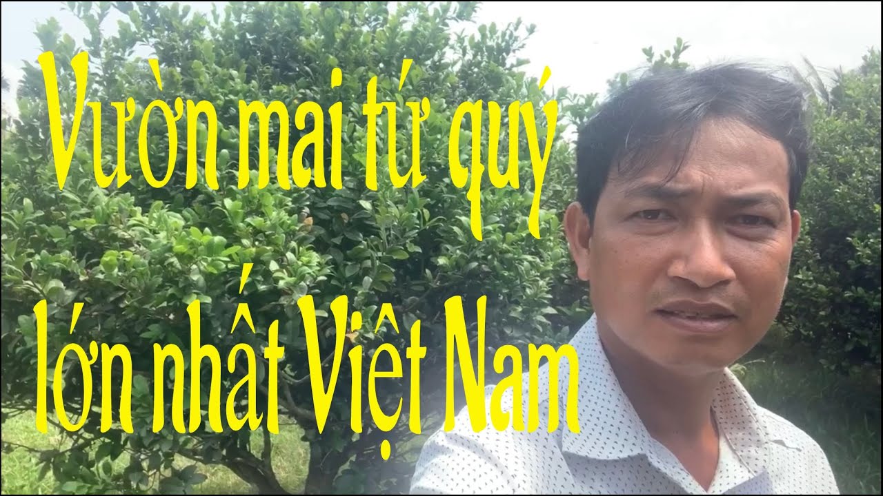 Vườn mai tứ quý lớn nhất Việt Nam, ngày 19/05/2020