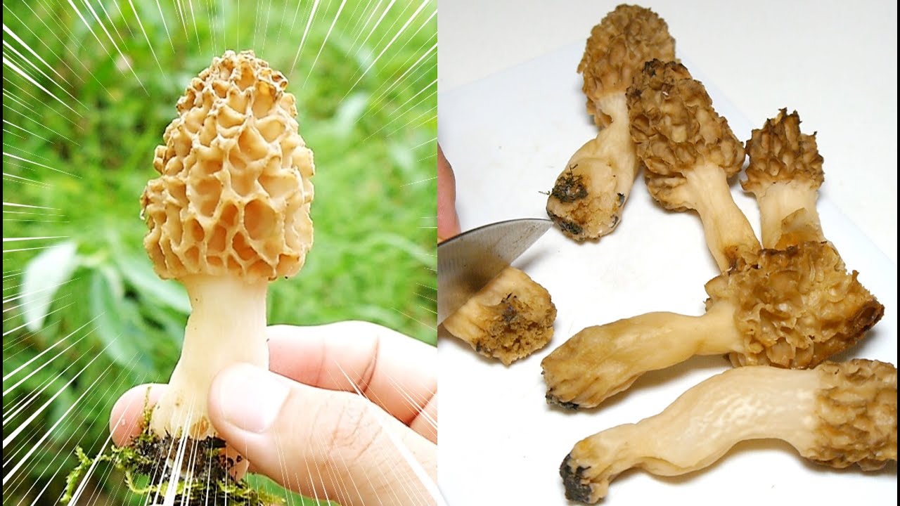 公園で拾える食材、うますぎる