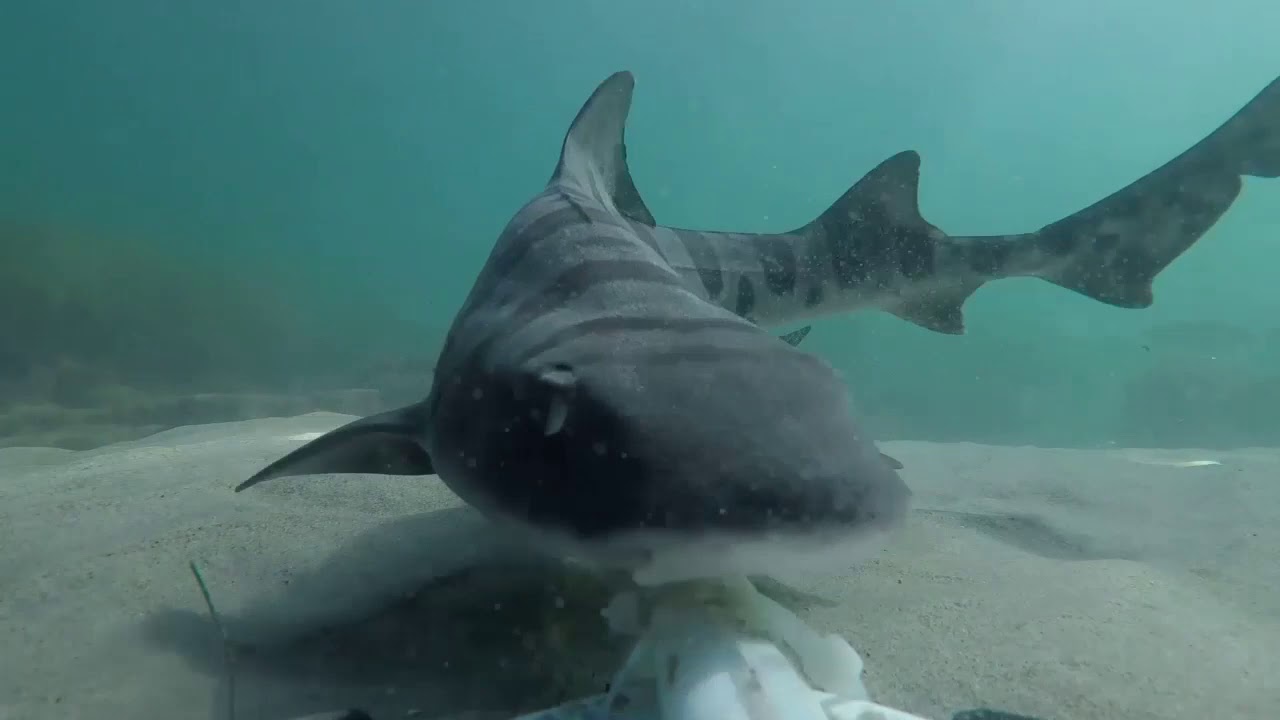 MPA Monitoring: Underwater footage from the surf zone