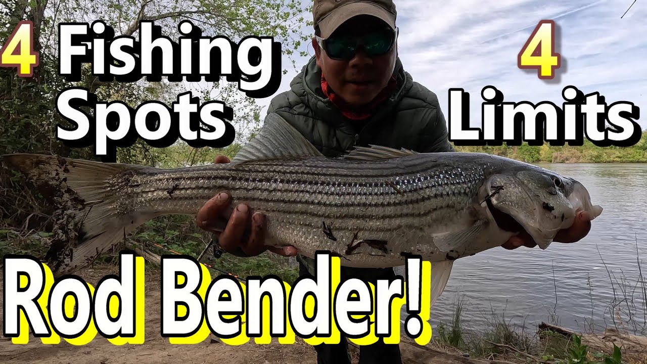 Fishing Sacramento River! 4 DAYS of Striper Action at 4 Locations!