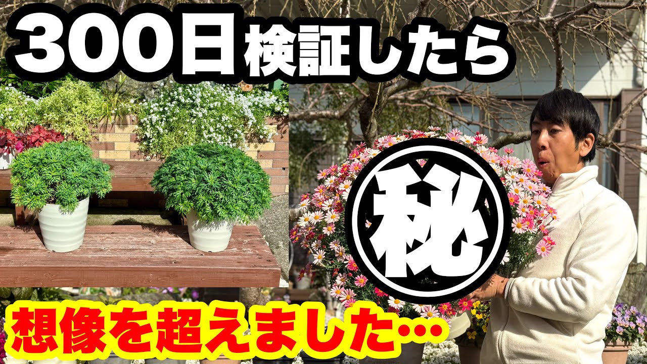 ◆300日育てたら【信じられない結果に…】エックスエナジー検証結果！