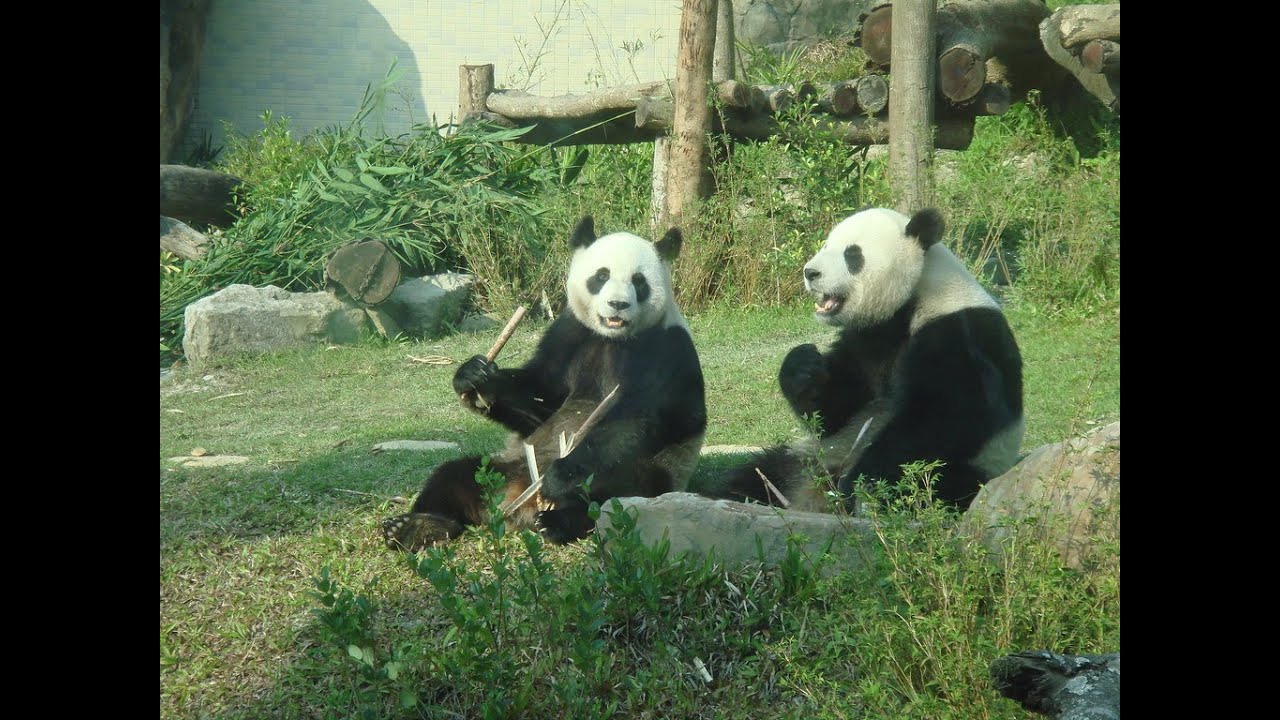 Pandanese - Cumtown
