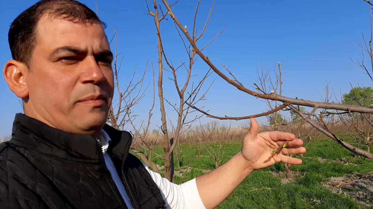 Xurma ağacının budanması (Həmid Bagban)