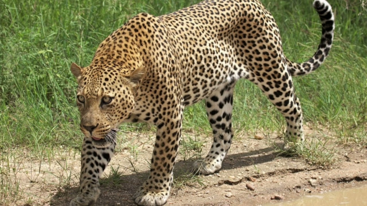 Leopard Sounds