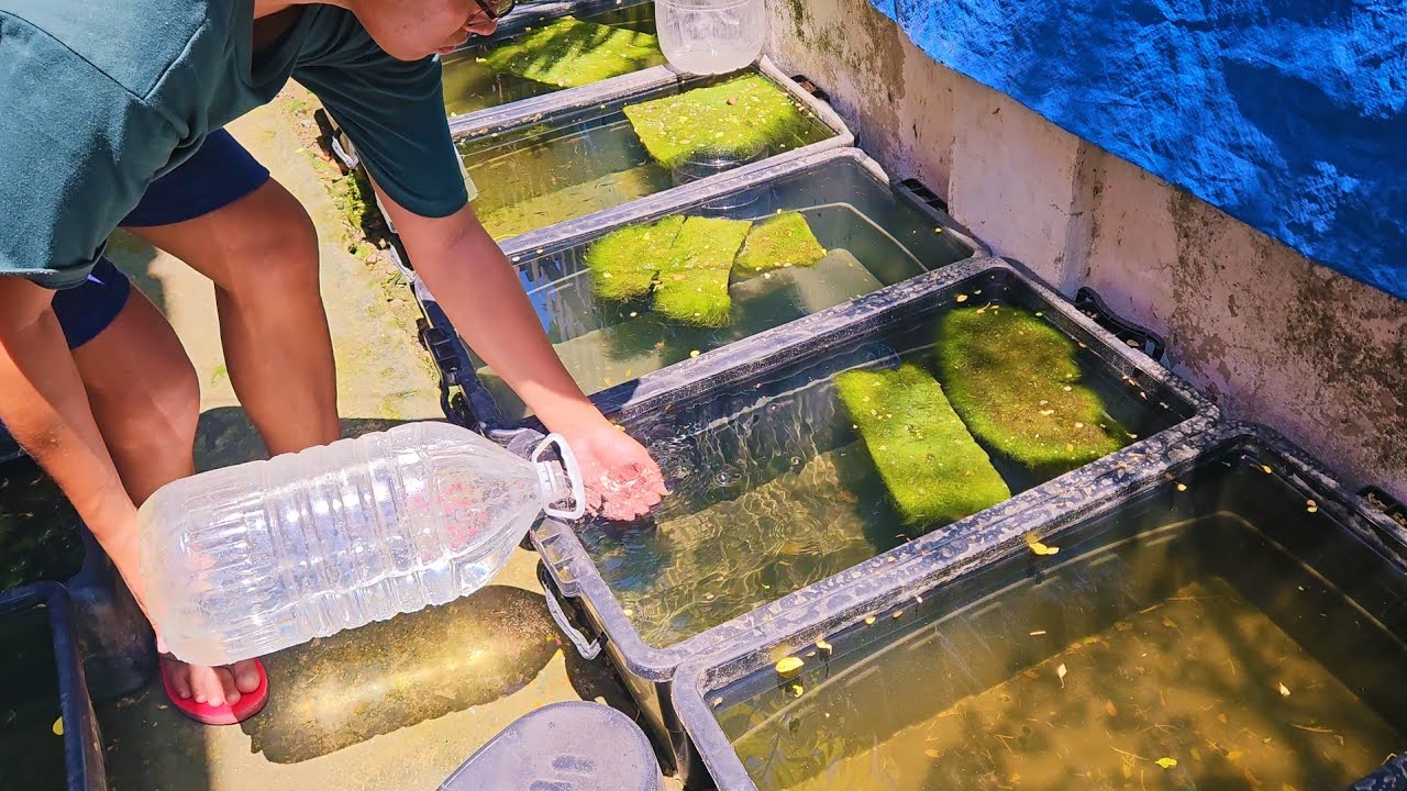 I Discover This Natural Way Of Raising Guppy Fish And Now Fishkeepers Are Using It Already!