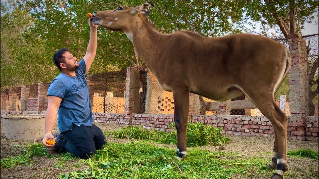 I Met Biggest Deer In Tha World - Pehli Baar Nelgai ko touch kiya 😍