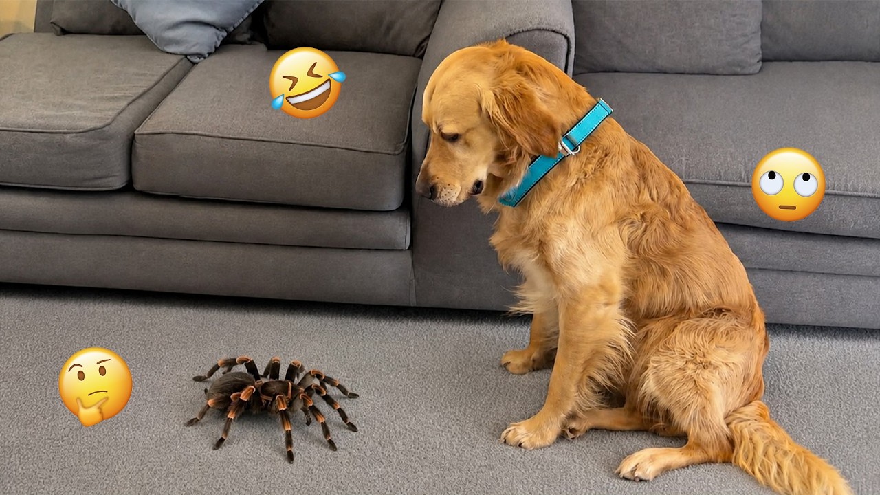 You&rsquo;ll Laugh So Hard Watching These Funny Dogs 🤣🐶 FUNNIEST DOGS video 2026 #28