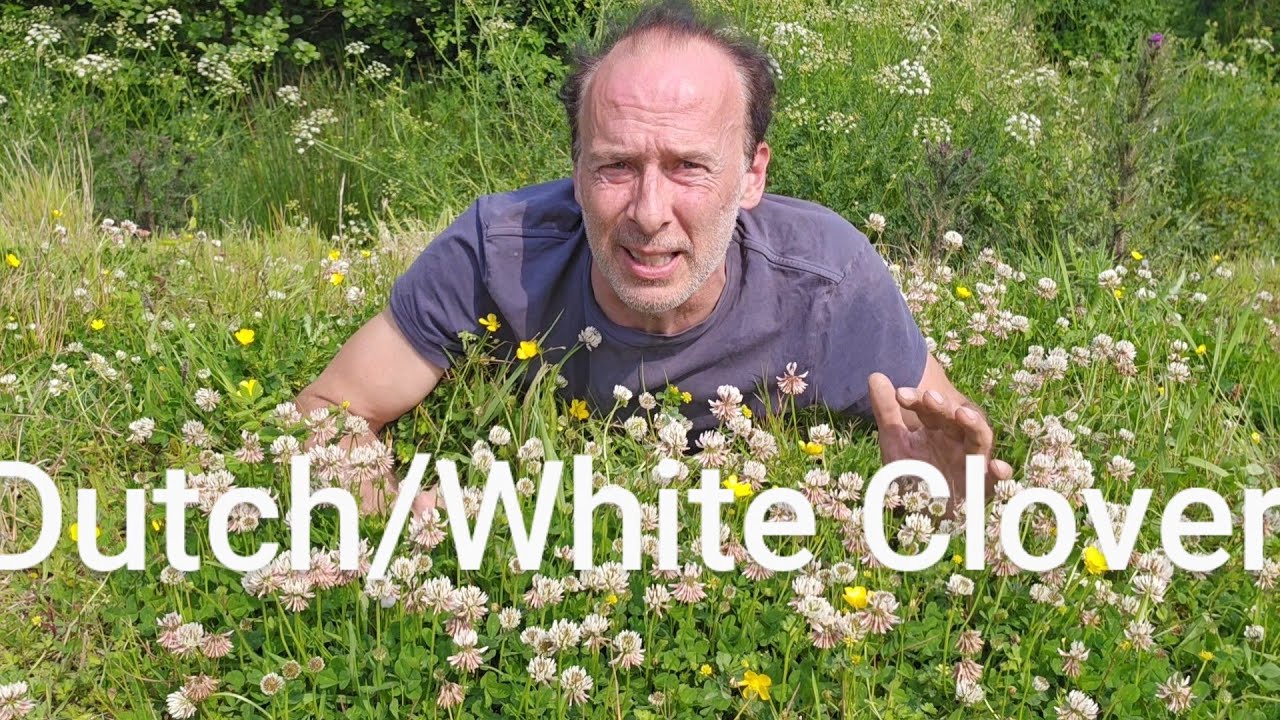 Dutch/White Clover (trefolium repens) #herbs #foraging #lawn #meadows #adventure #gardening #nature