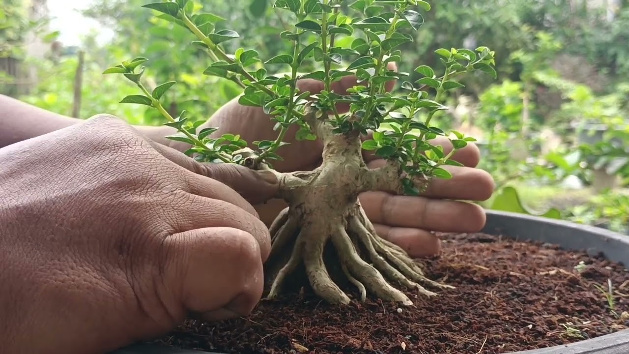 cara buat karakter bonsai sancang agar terlihat tua #bonsai #real short #bonsaimania #bonsaisancang