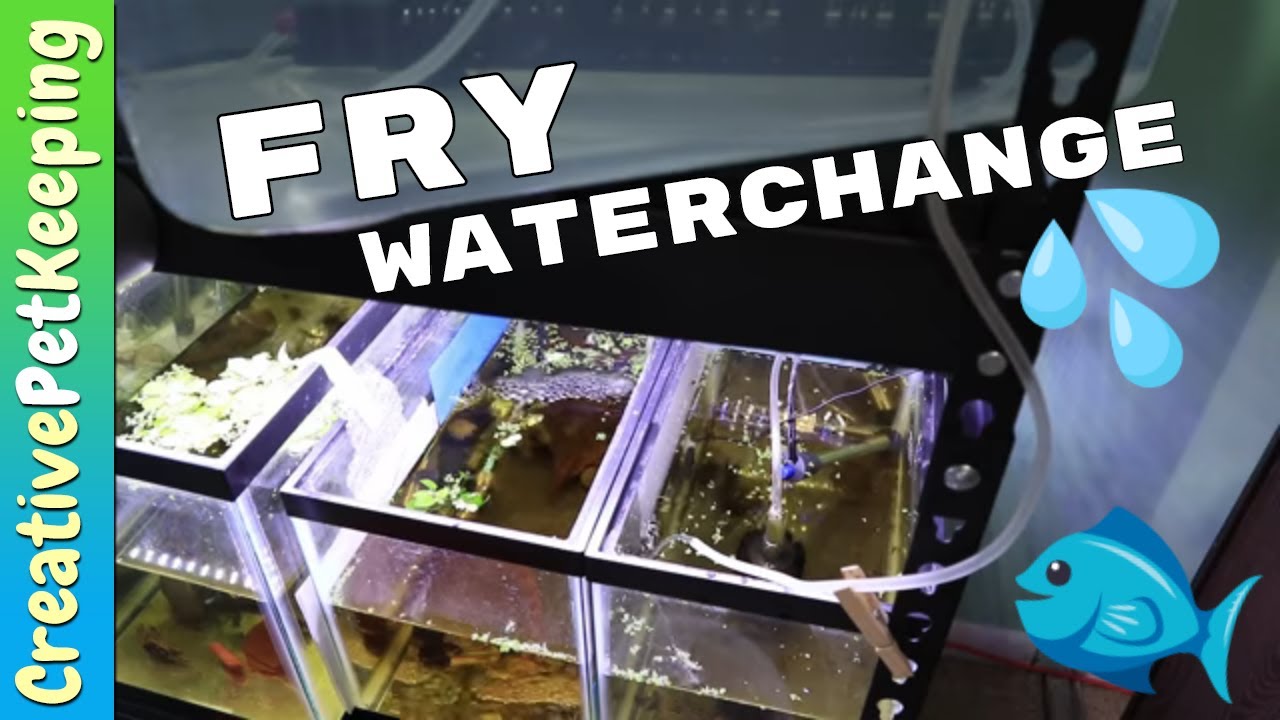 How I do a water change in the FRY TANK | One Month old BABY BETTA FISH