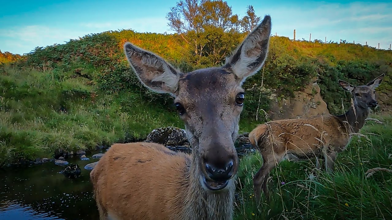 Red Deer Rut Starts With a Roar | Discover Wildlife | Robert E Fuller