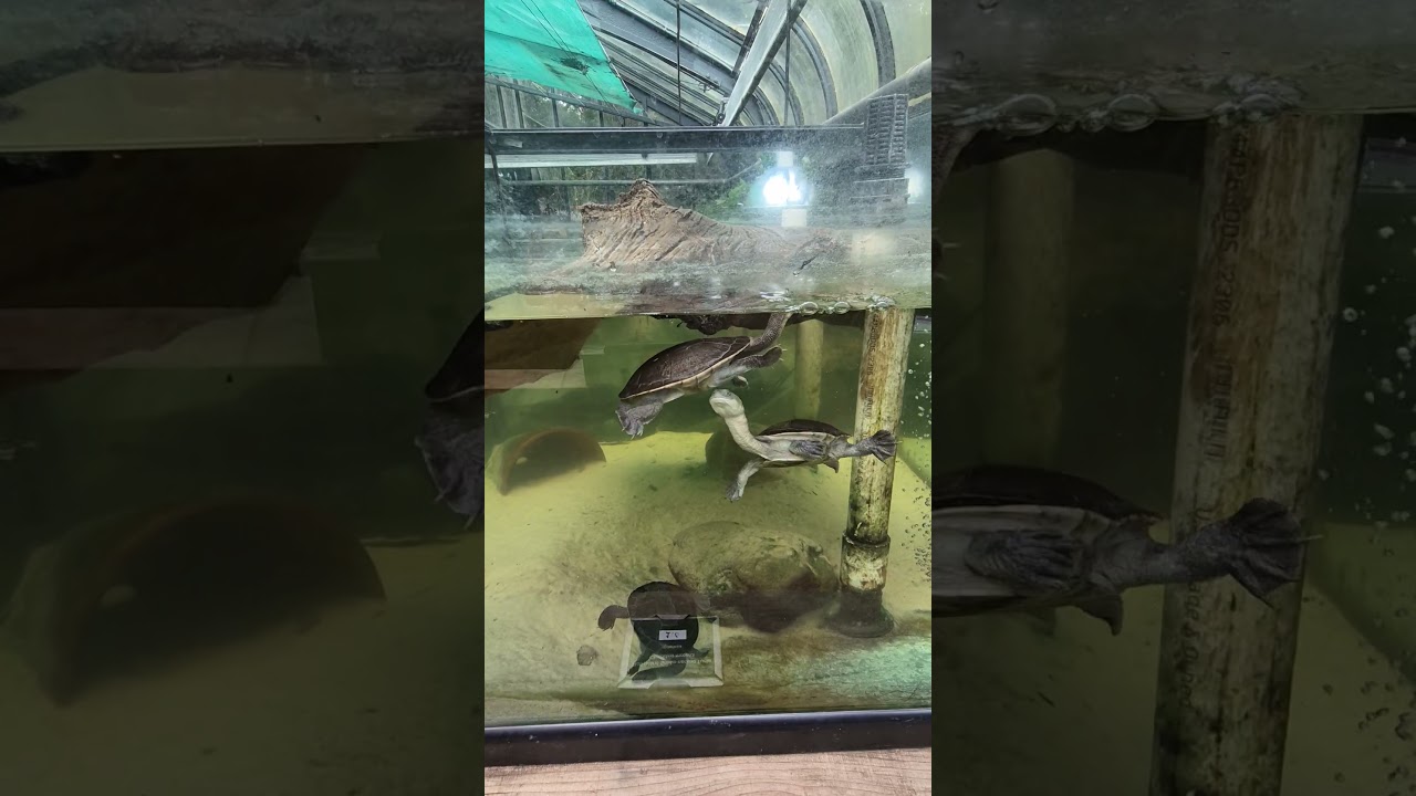 Roti Island Snake - Necked Turtles Part 2