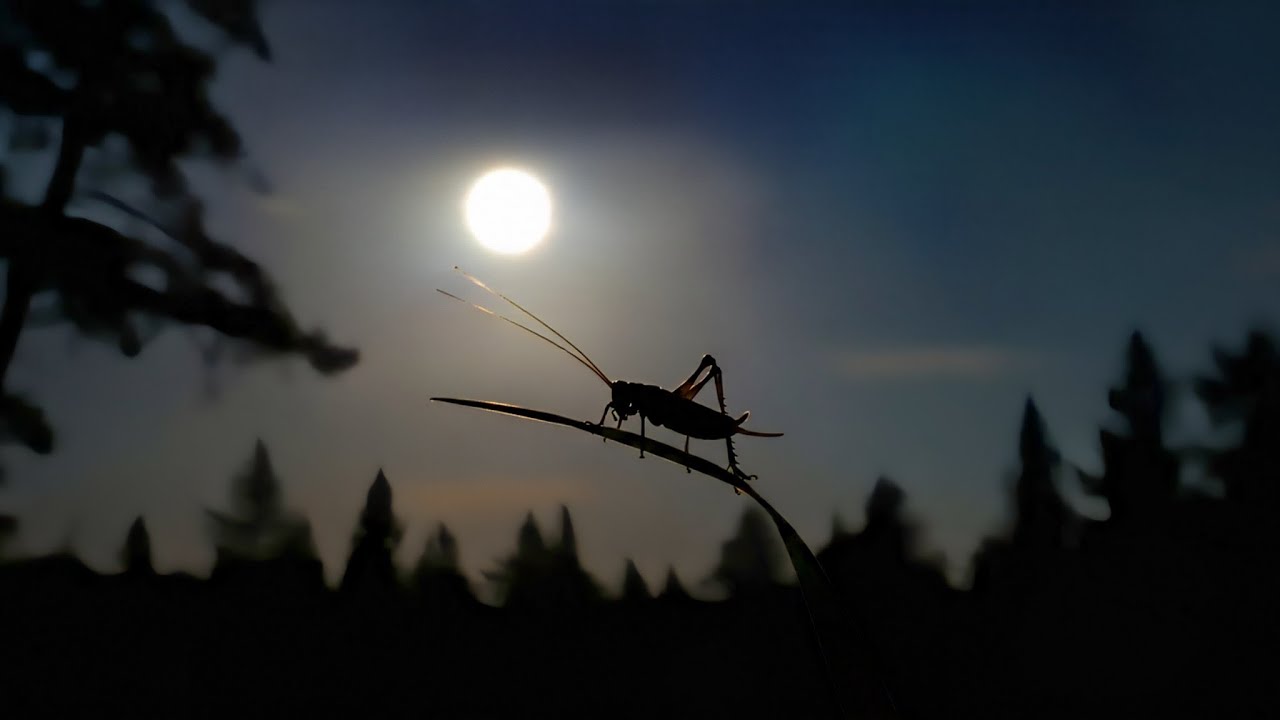 Grillen Zirpen / Geräusche Einer Eule / Naturgeräusche der Grillen / Gesunden Schlaf in der Nacht