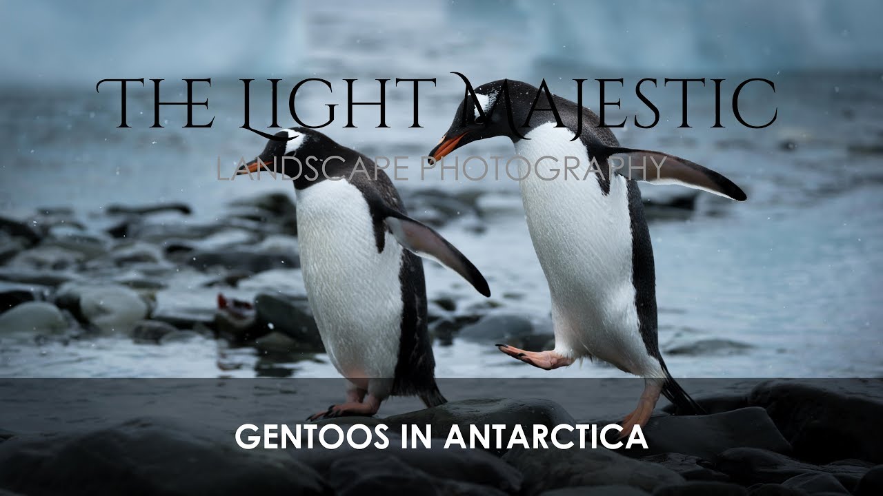 Gentoos In Antarctica (4K)