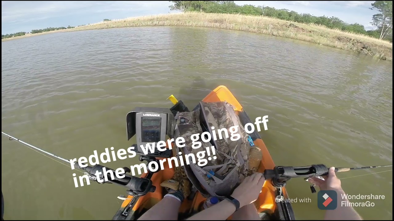 Big Golden Perch @ Cairn Curran ( picnic point ) kayak fishing.