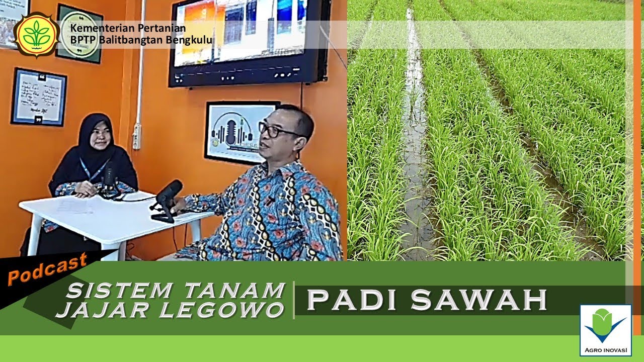 Pertanian | Sistem tanam Jajar Legowo Padi sawah | Podcast