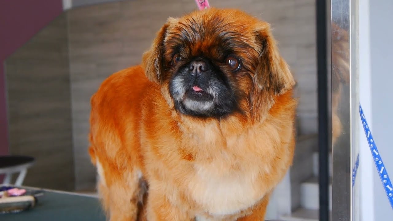Grooming Pekingese with a short hairstyle - only by Scissors