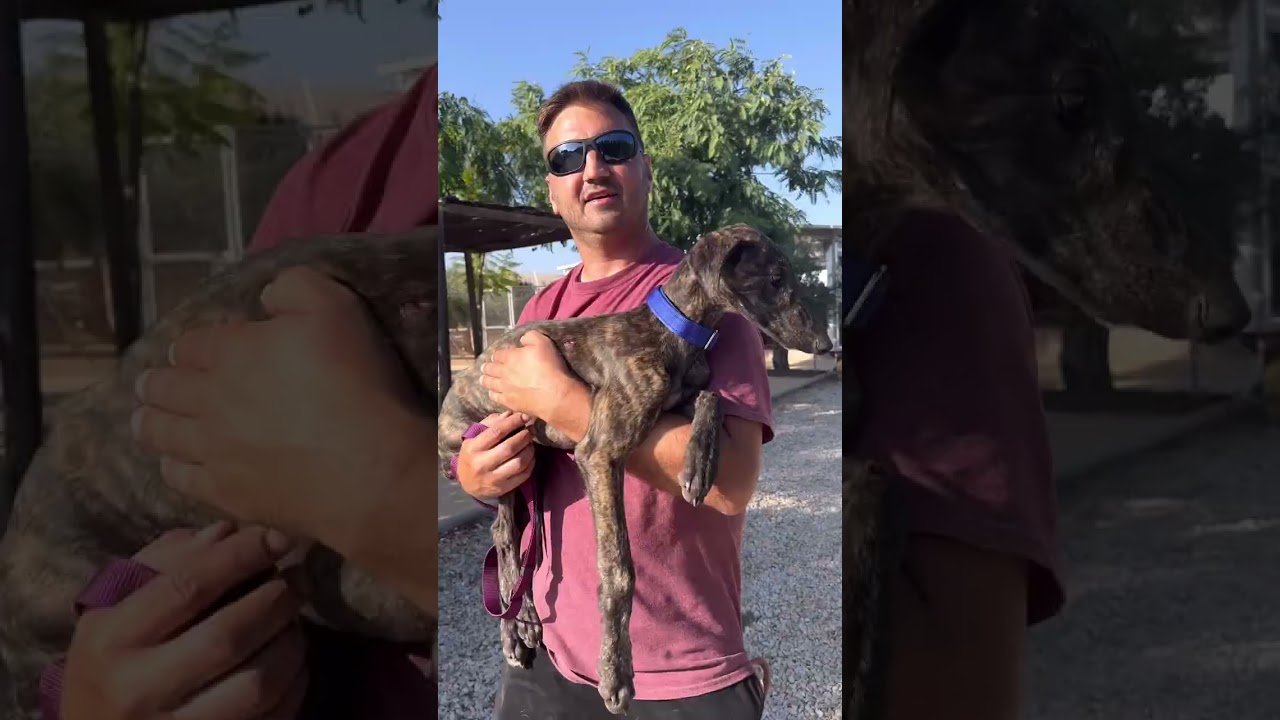 Pup left on the streets alone!