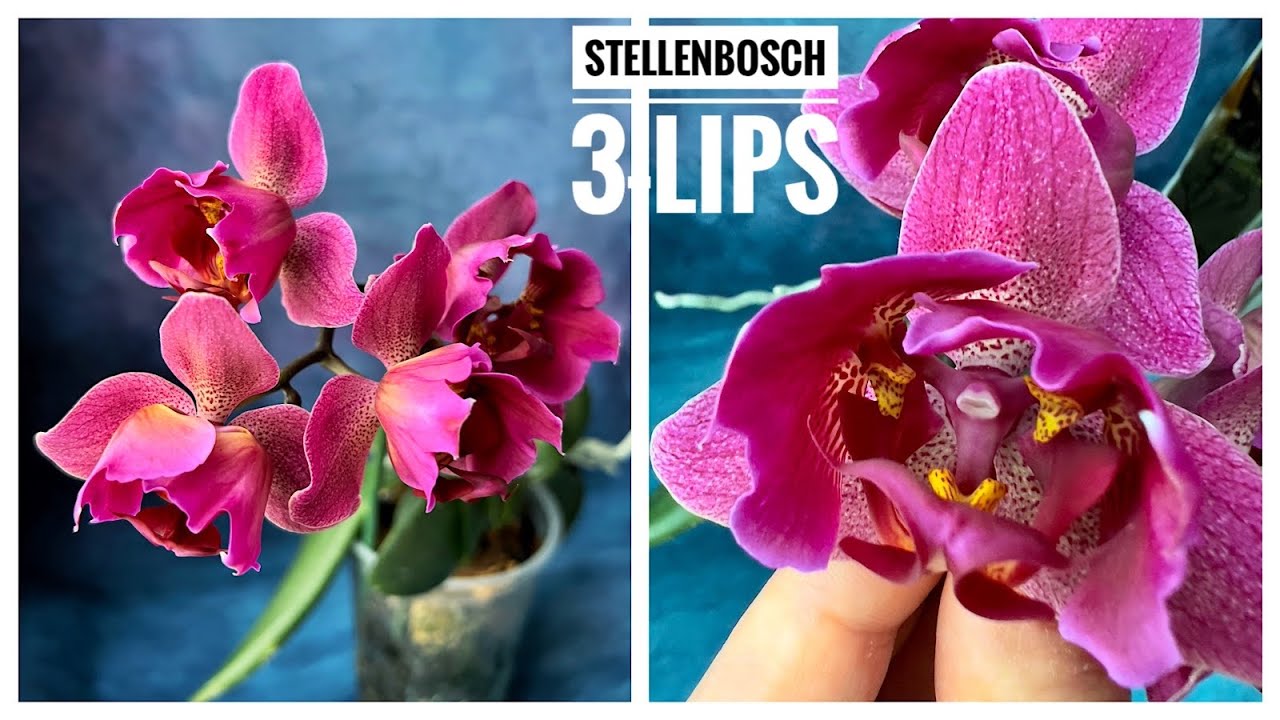Трилипс Stellenbosch | Генетическая мутация листьев фаленопсиса | Орхидея тюльпан Стелленбош