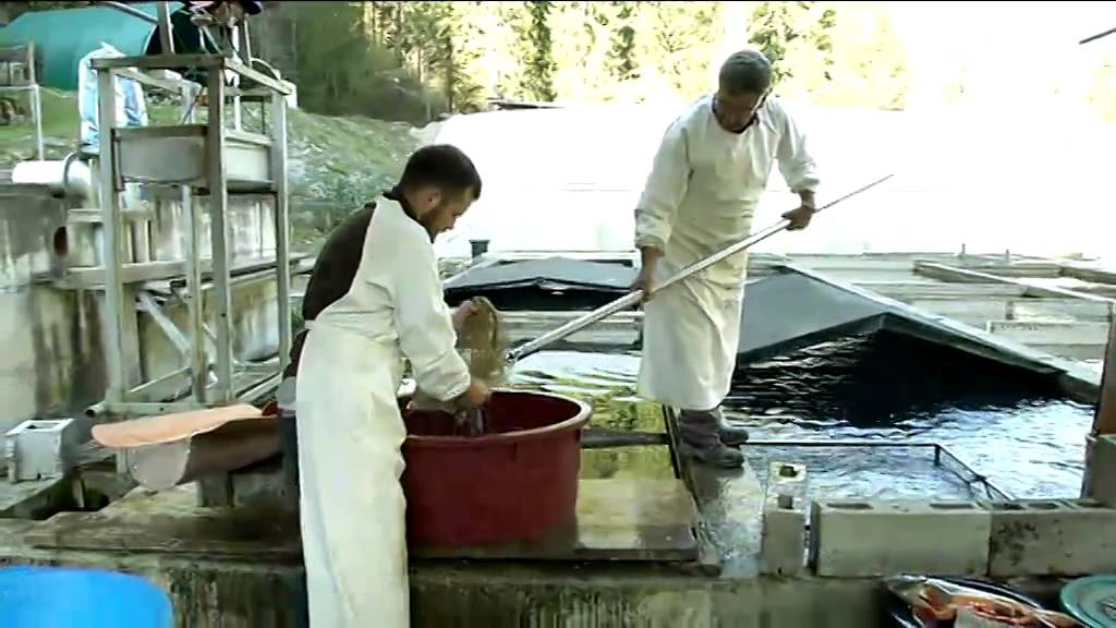 Deggia, Val Giudicarie: il salmerino alpino, un pesce di montagna