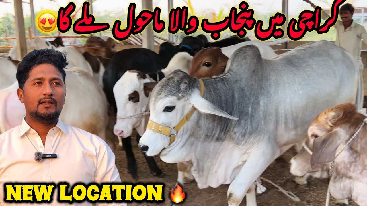 Punjab Kyu Jarahe Ho🚨? Karachi Ki Sasti Cow Mandi Laga Di😍| Ab Hogi Qurbani Asan🔥|
