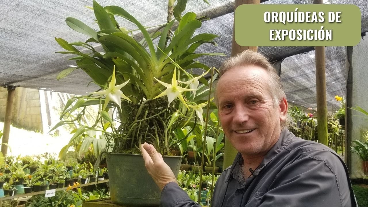 Orquídeas de exposición  - Feria de Manizales
