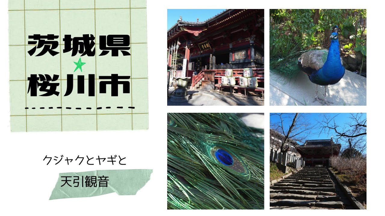 【孔雀や鳥やヤギと触れ合えるお寺】茨城県桜川市の「天引観音」に行った日の記録。たんくさんの生き物と共存するお寺。不思議な魅力が詰まった場所で、心も浄化された日の記録。