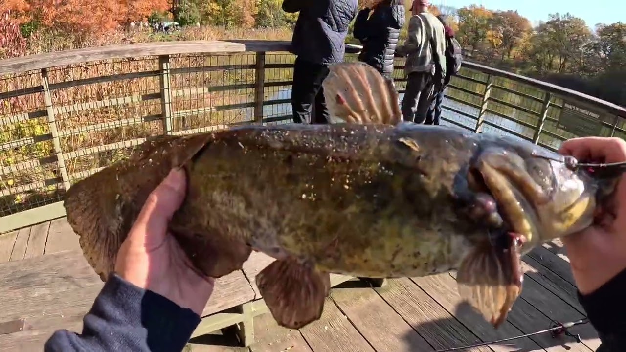 Fishing in NYC (Central Park & East River)