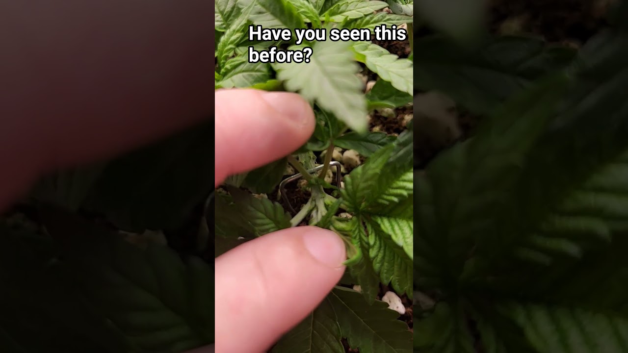 growth deformation?? #spiderfarmerled #cannabiseducation #greenplanet #grow #420