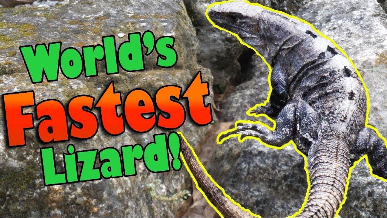 Meet the Black Spiny Tailed Iguana!